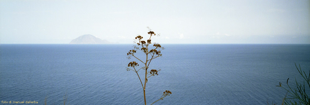 Isole Eolie, Alicudi: il fiore del finocchietto selvatico guarda Filicudi.