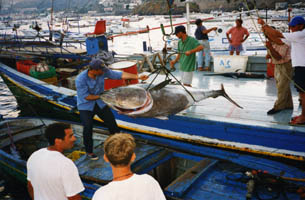 Isole Eolie, Lipari: Porto Pignataro, tonno.. eccezionale.